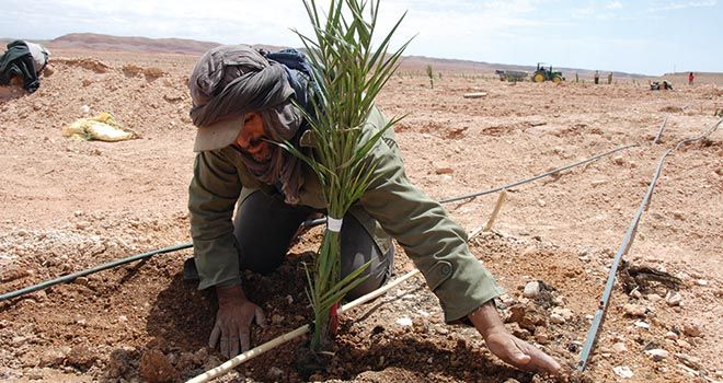 Plantation de palmiers dattiers dans la zone d’Errachidia, au Maroc. Photo : Antoine Hervé