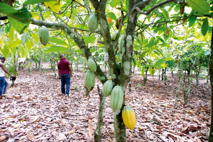 Verger sain de cacao dans le sud-ouest de la Côte d’Ivoire.  Photo : A. Hervé