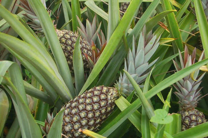 L’anacarde et l’ananas sont les deux produits d’exportations phares de la nouvelle réforme. L’anacarde et l’ananas sont les deux produits d’exportations phares de la nouvelle réforme.