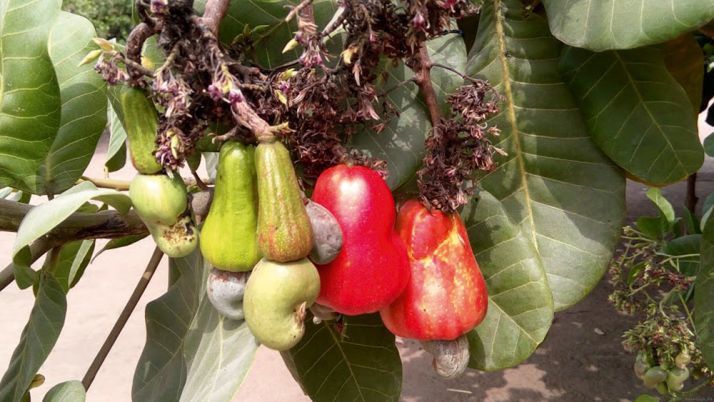 L’anacarde et l’ananas sont les deux produits d’exportations phares de la nouvelle réforme. L’anacarde et l’ananas sont les deux produits d’exportations phares de la nouvelle réforme.