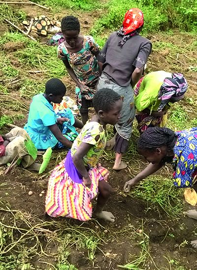 De jeunes élèves récoltent des pommes de terre. Photo : Umbo Salama