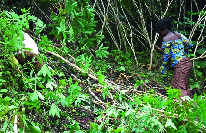 Une jeune récolte du manioc au sud de Lubero. Photo : Umbo Salama