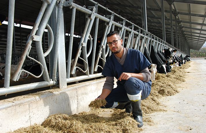 Antar Ihoual, vétérinaire de l’élevage bovins du Groupe Boussouf. © A. Hervé