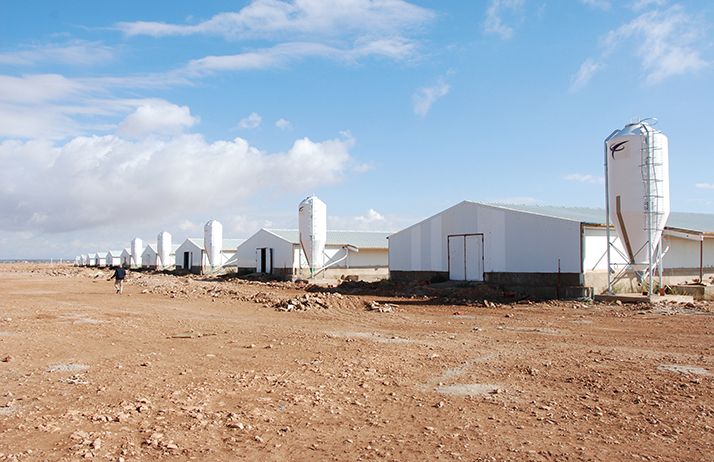 Les dix poulaillers, ou « hangars », comme dit notre guide, de l’EURL Khider, à Hassi Fedoul, dans la wilaya de Djelfa. © A. Hervé