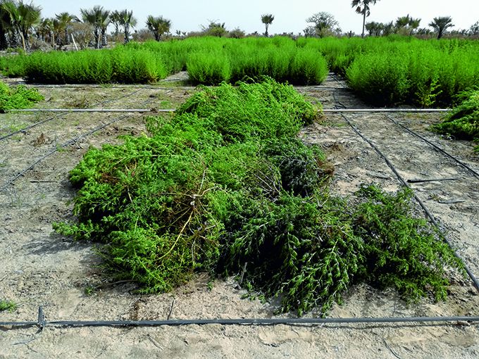 La culture de l’Artemisia annua sur les terres du projet maraîcher de Tivouane, près de Thiès au Sénégal. Photo : Maison de l'Artemisia La culture de l’Artemisia annua sur les terres du projet maraîcher de Tivouane, près de Thiès au Sénégal. Photo : Maison de l'Artemisia