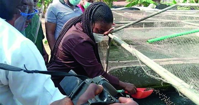 L’élevage en cage du tilapia contribue à l’amélioration de la sécurité alimentaire du Nigeria. Photos : lagosstate.gov.ng