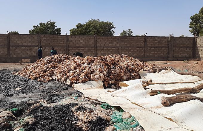 Des milliers de poulets atteints de la grippe aviaire ont dû être brûlés. Photo : Faïshal Ouédraogo