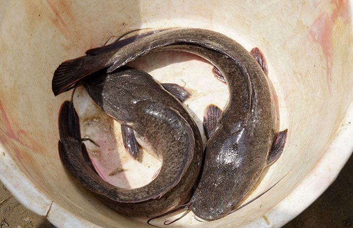 Densité De Poisson Dans Un Etang