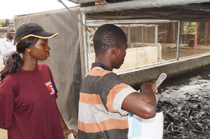 Alimentation dans une ferme aquacole du Nigeria. Photos : E. Pruvost Alimentation dans une ferme aquacole du Nigeria. Photos : E. Pruvost