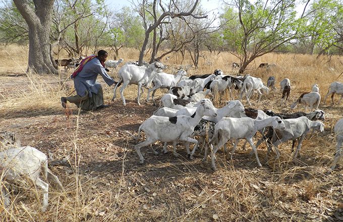 Les éleveurs et petits agriculteurs sont souvent les premiers touchés par l’insécurité alimentaire. Photo : Antoine Hervé