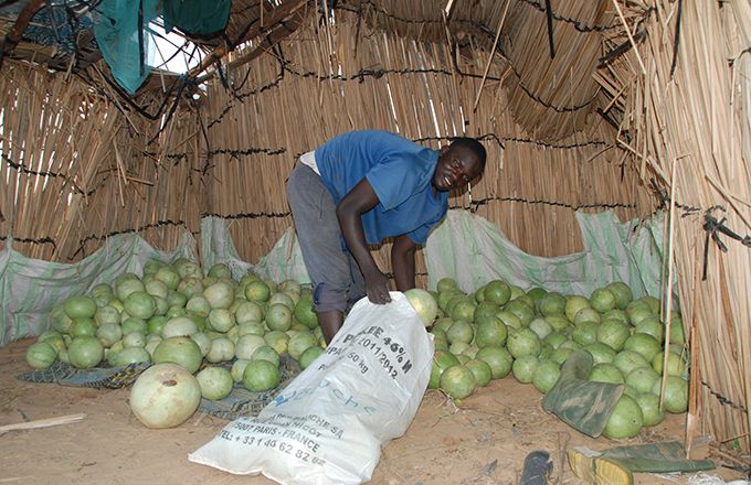 Le programme « Nourrir l’Afrique » vise à optimiser la production alimentaire. Ici, une récolte de pastèques à Keur Madiap, au nord du Sénégal. Photo : Antoine Hervé Le programme « Nourrir l’Afrique » vise à optimiser la production alimentaire. Ici, une récolte de pastèques à Keur Madiap, au nord du Sénégal. Photo : Antoine Hervé