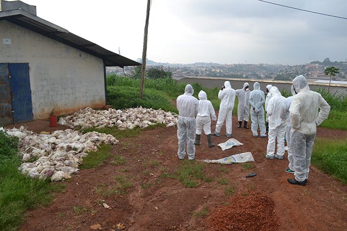 Abattage de poulets suite à la grippe aviaire diagnostiquée fin mai à la ferme avicole Mvod-Betsi, à Yaoundé. Photo : Celcom Minepia Abattage de poulets suite à la grippe aviaire diagnostiquée fin mai à la ferme avicole Mvod-Betsi, à Yaoundé. Photo : Celcom Minepia