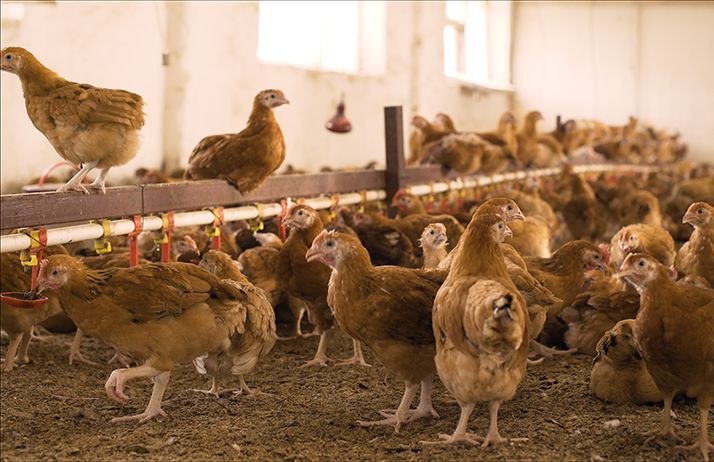 Concurrencer un poulet subventionné qui débarque à 1000 Francs CFA du Brésil se révèle difficile. Les producteurs locaux le produisent à environ 2500 F. © Denis/Adobe Stock