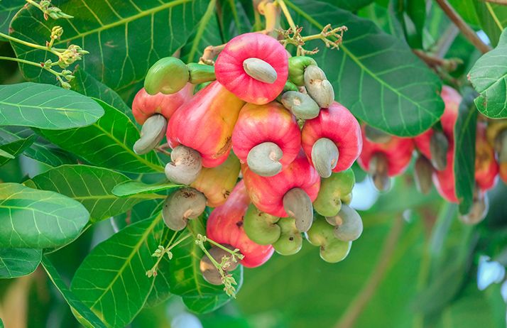 La Côte d'Ivoire est le premier producteur mondial de noix brutes de cajou avec plus de 1 200 000 tonnes en 2023. © thanin/Adobe stock