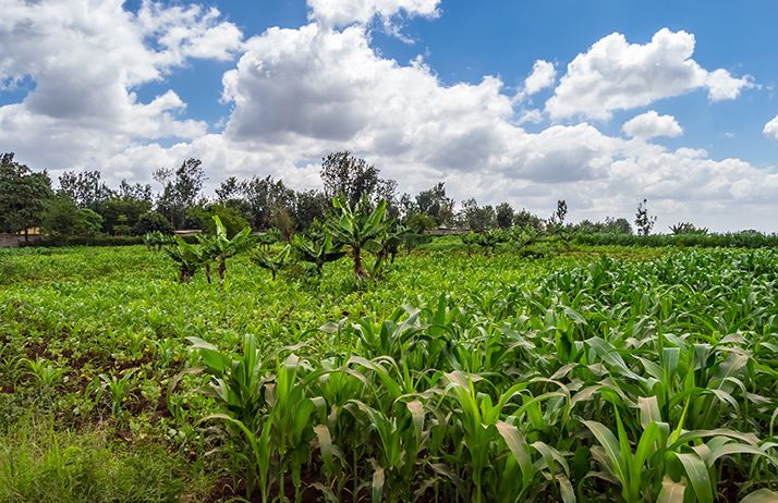 Le Gouvernement prévoit une subvention de 2 milliards de francs pour faciliter l’accès des producteurs aux semences de qualité de maïs, de riz et boutures de manioc. @ Demande Philippe/Adobe Stock