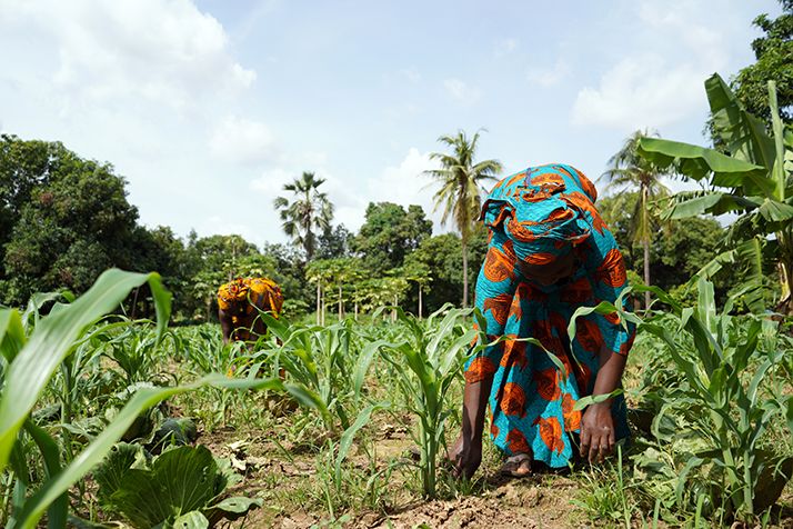 L’apport des Femmes pour une souveraineté alimentaire durable. © Riccardo Niels Mayer/Adobe Stock