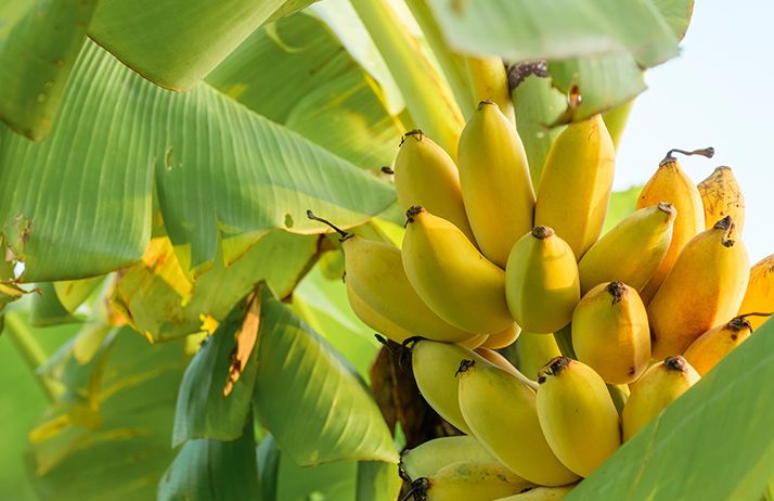Les discussions lors de l'événement organisé par la FAO porteront sur une industrie bananière plus équitable, plus durable et plus responsable. © Anew/Adobe Stock