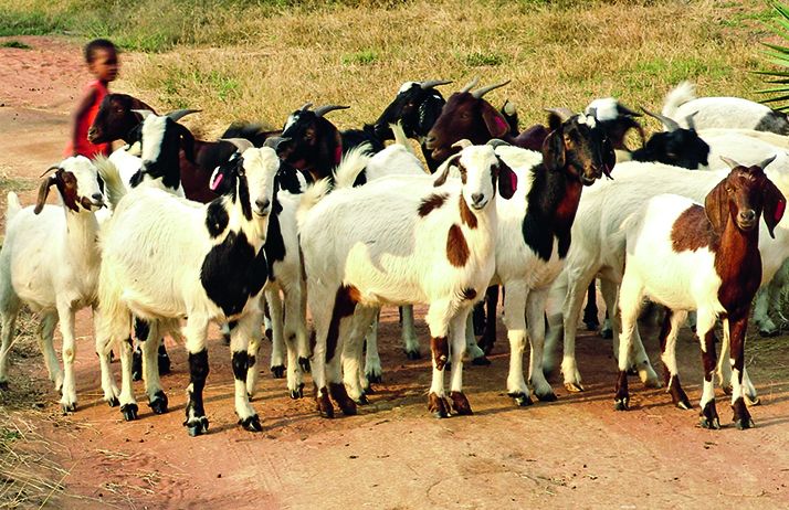 Le pastoralisme est un moyen efficace pour atteindre les objectifs de développement durable. Photo : Poco_BW/Abobe stock Le pastoralisme est un moyen efficace pour atteindre les objectifs de développement durable. Photo : Poco_BW/Abobe stock