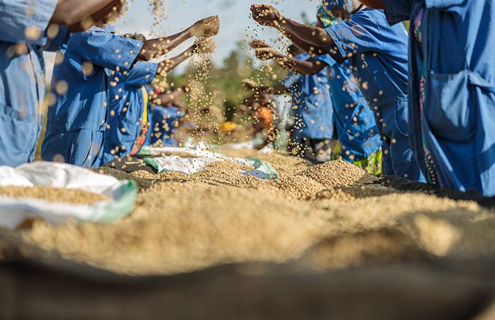 L’Afrique dispose des terres et de l’eau nécessaires pour nourrir le monde, mais il faut libérer ce potentiel. © Yaroslav Astakhov/Adobe Stock L’Afrique dispose des terres et de l’eau nécessaires pour "nourrir le monde", mais il faut libérer ce potentiel. © Yaroslav Astakhov/Adobe Stock