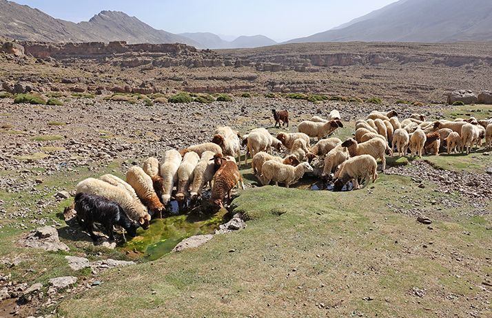 Les initiatives du gouvernement et de la Minusca ont contribué à promouvoir une transhumance pacifique. © Patricia/Adobe Stock