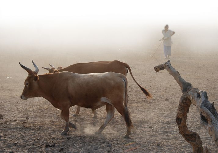 La poésie d’un soir africain.