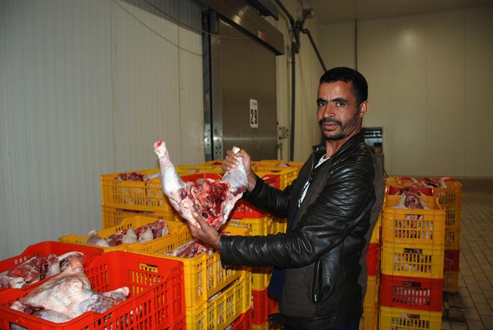 Mohamed, le chauffeur, montre une découpe de dinde fraîchement sortie de l’abattoir d’Abdelkader Khider à Aïn Oussera. © A. Hervé Mohamed, le chauffeur, montre une découpe de dinde fraîchement sortie de l’abattoir d’Abdelkader Khider à Aïn Oussera. © A. Hervé