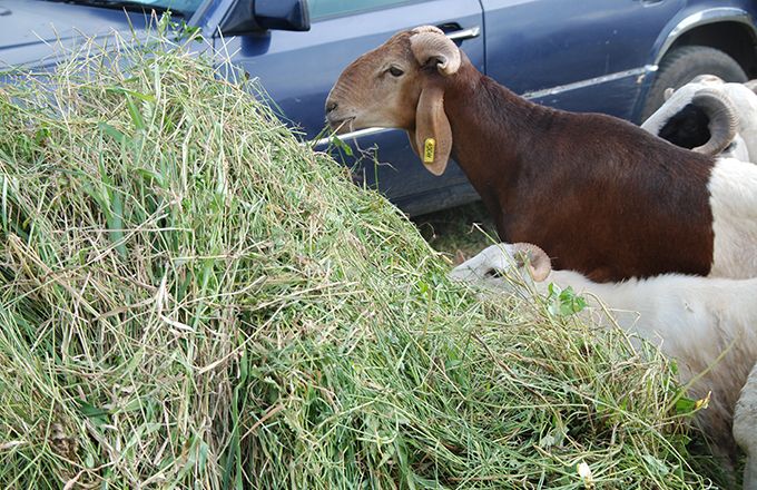 Une bonne alimentation permet aux animaux de rester en bonne santé et d’être moins dépendants aux antimicrobiens, comme ces moutons à Abidjan en Côte d’Ivoire. Photo : Antoine Hervé