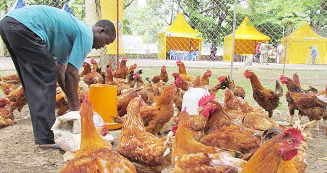 Un éleveur ivoirien nourrit ses poulets de chair. Photo : Programme d’appui à la production avicole nationale.