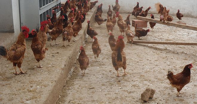 Basse-cour pour poulets fermiers. Photos : Jamel Bachtobji Basse-cour pour poulets fermiers. Photos : Jamel Bachtobji