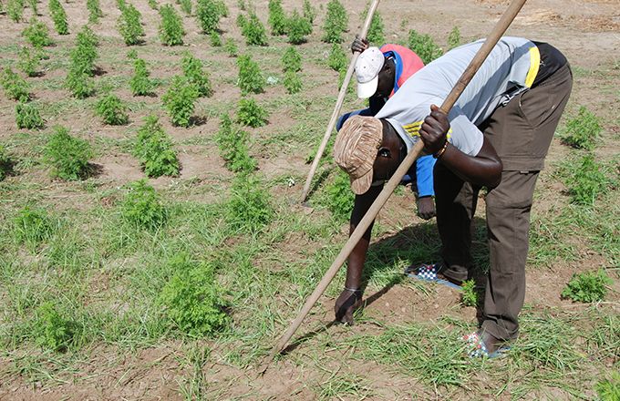 Selon les agences de l’ONU, la redistribution des subventions agricoles devrait améliorer les conditions de vie de 500 millions de petits paysans dans le monde, comme ici près de Thiès au Sénégal. Photo : Antoine Hervé