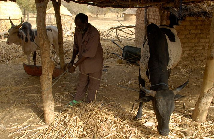 Le rapport sur Fida13 et la résolution adoptée par les États membres ont fixé trois grandes priorités pour le Fonds dont le fait de se concentrer davantage sur les situations de fragilité. © IFAD/Aubrey Wade Le rapport sur Fida13 et la résolution adoptée par les États membres ont fixé trois grandes priorités pour le Fonds dont le fait de se concentrer davantage sur les situations de fragilité. © IFAD/Aubrey Wade