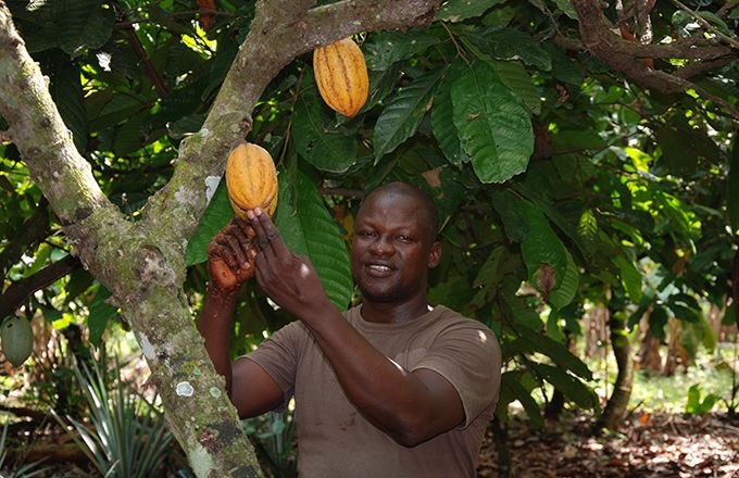 La Côte d’Ivoire est, de loin, le premier producteur mondial de cacao. Ici, un planteur dans la région de M’Brimbo, entre Abidjan et Yamoussoukro. Photo : Antoine Hervé La Côte d’Ivoire est, de loin, le premier producteur mondial de cacao. Ici, un planteur dans la région de M’Brimbo, entre Abidjan et Yamoussoukro. Photo : Antoine Hervé
