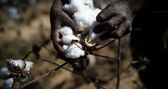 La récolte du coton dans un champ au Mali. Photo : studio Tamani 