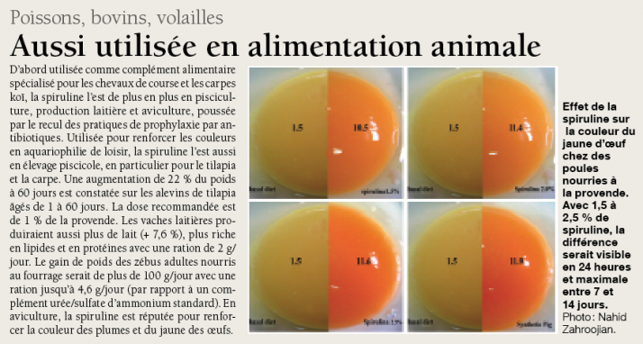 La spiruline aussi utilisée en alimentation animale La spiruline aussi utilisée en alimentation animale