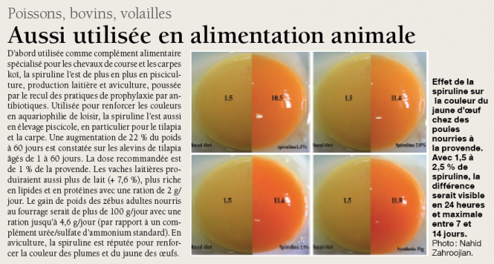 La spiruline aussi utilisée en alimentation animale