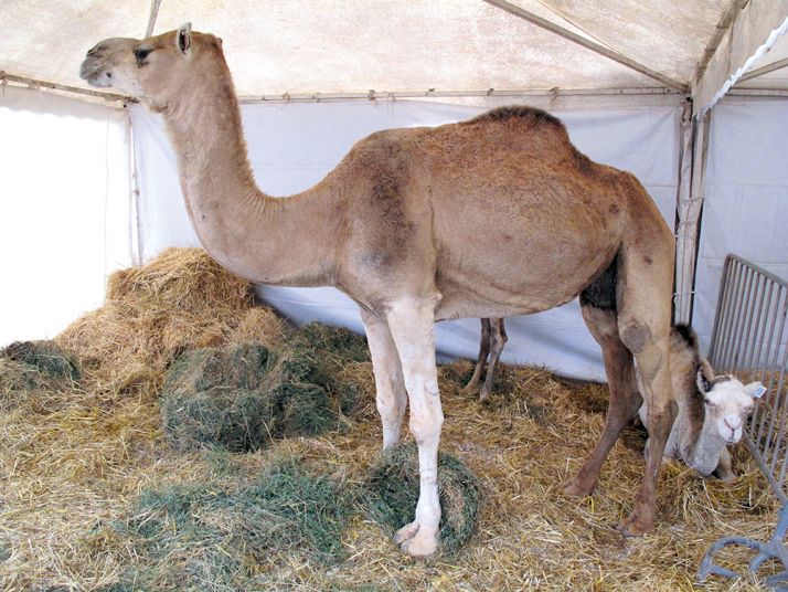 Longtemps dédaigné par les pouvoirs publics, l’élevage  de chameaux est aujourd’hui revalorisé dans la région de Dakhla, au Sud du Maroc. Photo : François Brey
