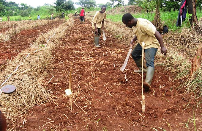 Préparation de la terre pour accueillir une plantation à Ibadan, au Nigeria. Photo : Daouda Aliyou Préparation de la terre pour accueillir une plantation à Ibadan, au Nigeria. Photo : Daouda Aliyou