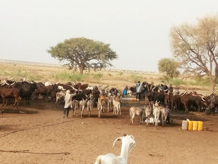 Des animaux s’abreuvant à un point d’eau dans le désert nigérien.