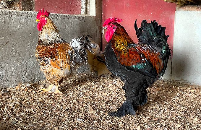 Des coqs Brahma de la ferme de Bilone. Photo : Viviane Des coqs Brahma de la ferme de Bilone. Photo : Viviane