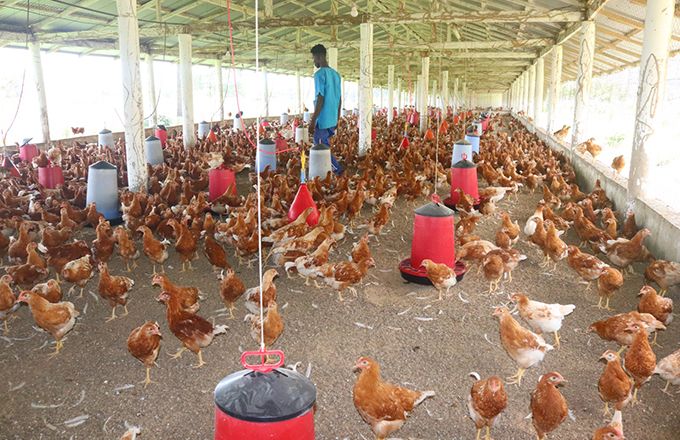 Des poulets pour l'élevage dans une ferme de Guinée Conakry. Photo : Nantady Camara Des poulets pour l'élevage dans une ferme de Guinée Conakry. Photo : Nantady Camara