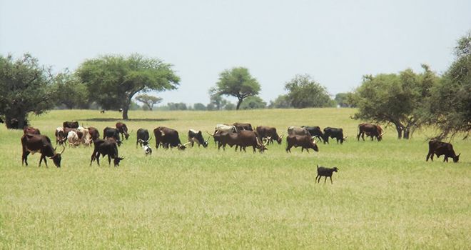 Des vaches et des chèvres broutant l’herbe pendant la saison des pluies au Niger. Photos : Sani Aboubacar.