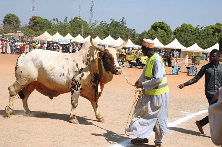 Agé de 8 ans et pesant 1 069 kg, ce taureau, croisement d’un montbéliard et d’une mbewedji locale, a remporté le 1er prix. Photo : Silas Bayebane Agé de 8 ans et pesant 1 069 kg, ce taureau, croisement d’un montbéliard et d’une mbewedji locale, a remporté le 1er prix. Photo : Silas Bayebane