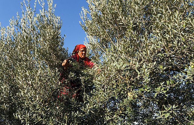 Au Maroc, la filière de l'olive est concernée par le programme d'accompagnement de groupements d'agriculteurs. Photo : DR Au Maroc, la filière de l'olive est concernée par le programme d'accompagnement de groupements d'agriculteurs. Photo : DR