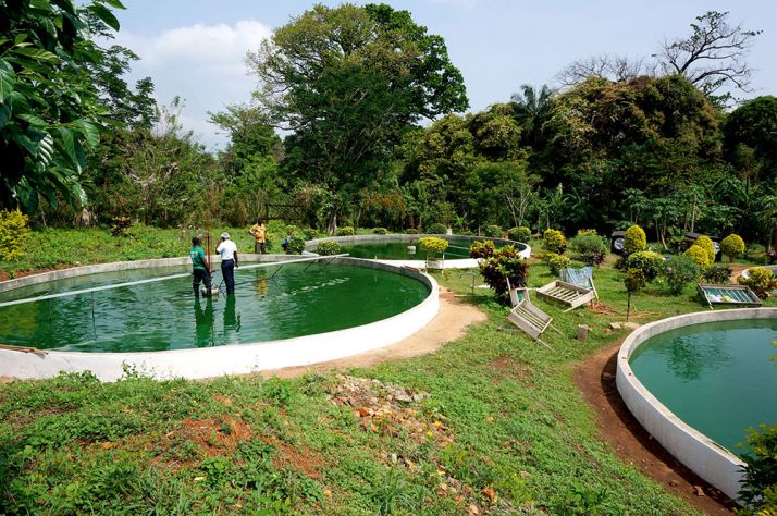 Trois des sept bassins de production de la spiruline. © Antenna France Trois des sept bassins de production de la spiruline. © Antenna France
