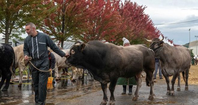 Durant quatre jours, au Sommet de l'élevage de Clermont-Ferrand, 2 000 animaux seront exposés. Photo : Thierry Zoccolan STF