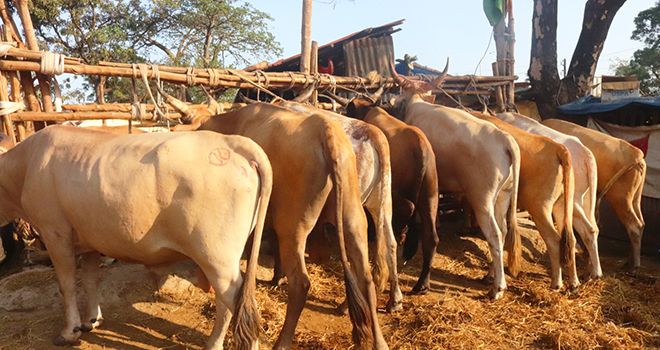 Élevage des bœufs en Guinée. Photo : Aliou Diallo