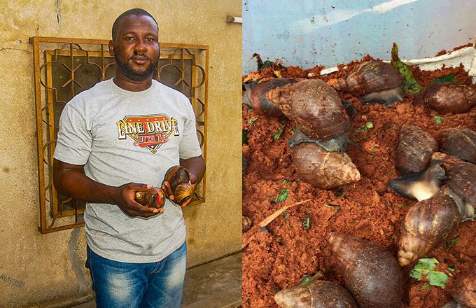 Emmanuel Tito est producteur d’escargots à Cotonou. Certains escargots pèsent plus de 250 grammes. Photos : G. C. Roko Emmanuel Tito est producteur d’escargots à Cotonou. Certains escargots pèsent plus de 250 grammes. Photos : G. C. Roko