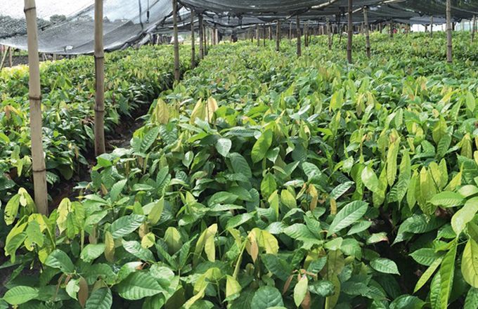 Une pépinière de plants de cacao de Solea. La société envisage de planter 3 000 ha de cacao en Côte d’Ivoire. Photos : KKO International