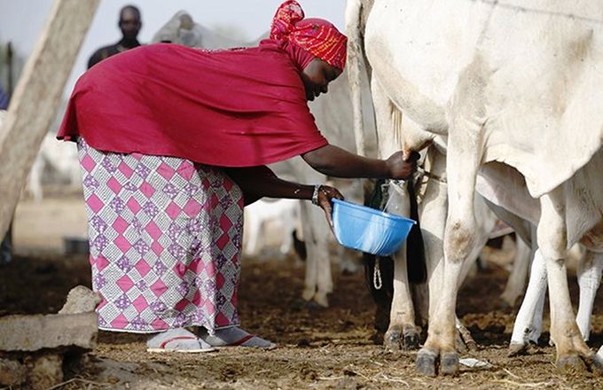 Une éleveuse foulani recueille du lait dans un centre de collecte à Dangwala Karfi, au Nord du pays. Photo : DA