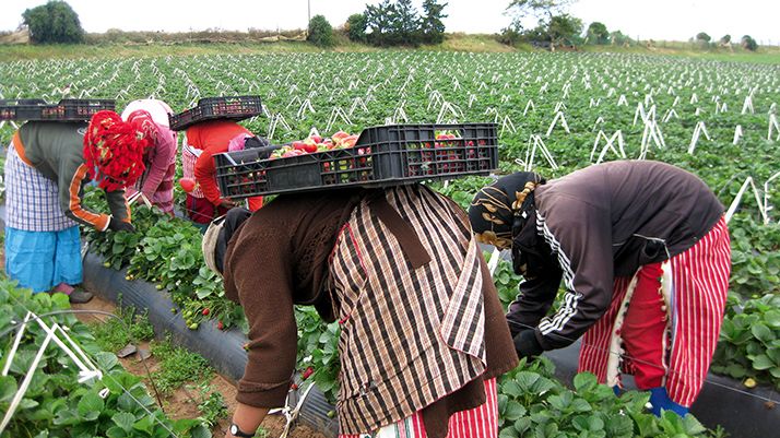 L’agriculture intensive et l’emploi, comme ici lors de la cueillette des fraises au nord  du pays, font partie des priorités du Plan Maroc Vert. Photo : DR